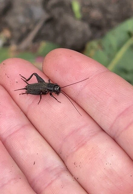 Modicogryllus frontalis - nyugati homlokjegyestücsök