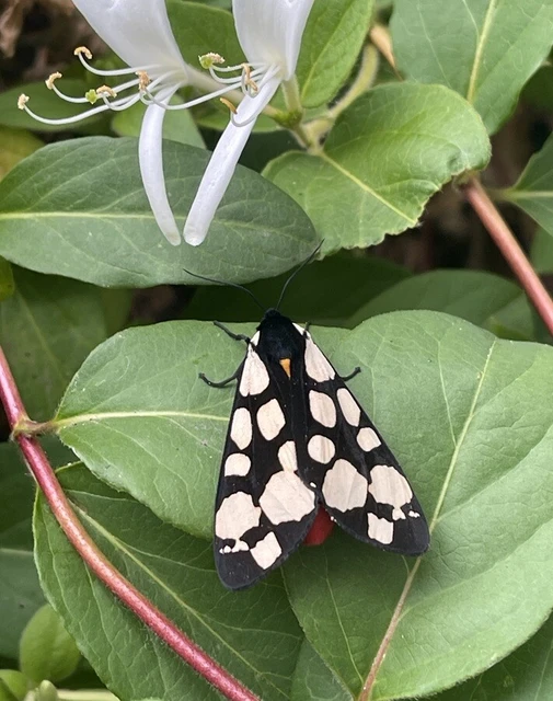 Arctia villica - fekete medvelepke