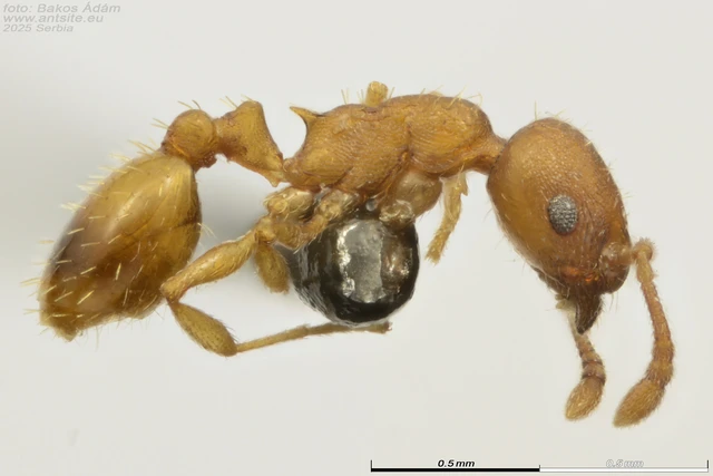 Temnothorax parvulus - apró kéreghangya