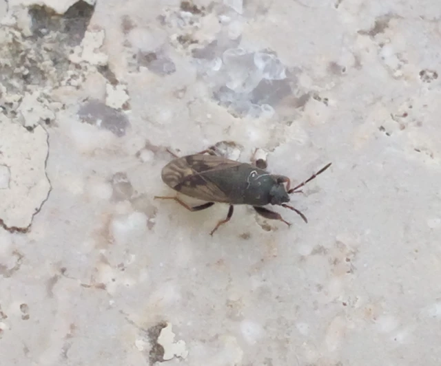 Megalonotus