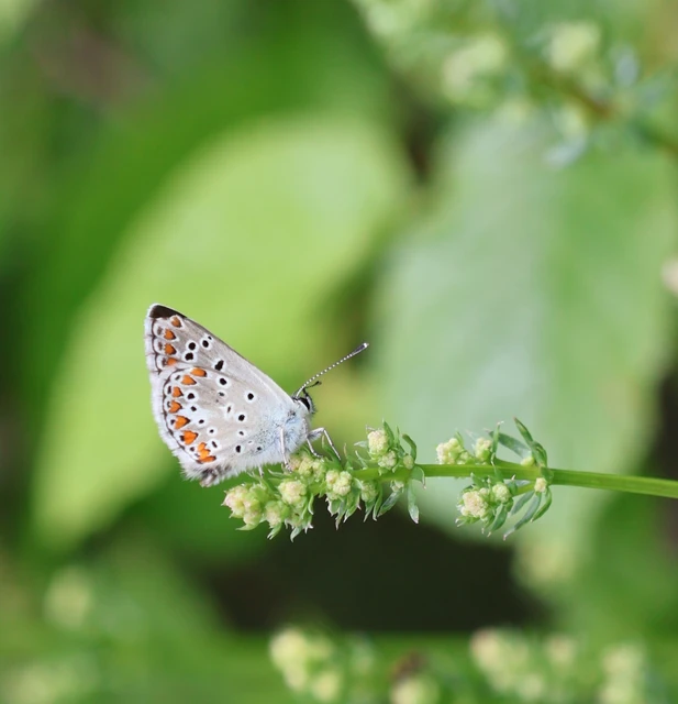 Aricia artaxerxes issekutzi - bükki szerecsenboglárka