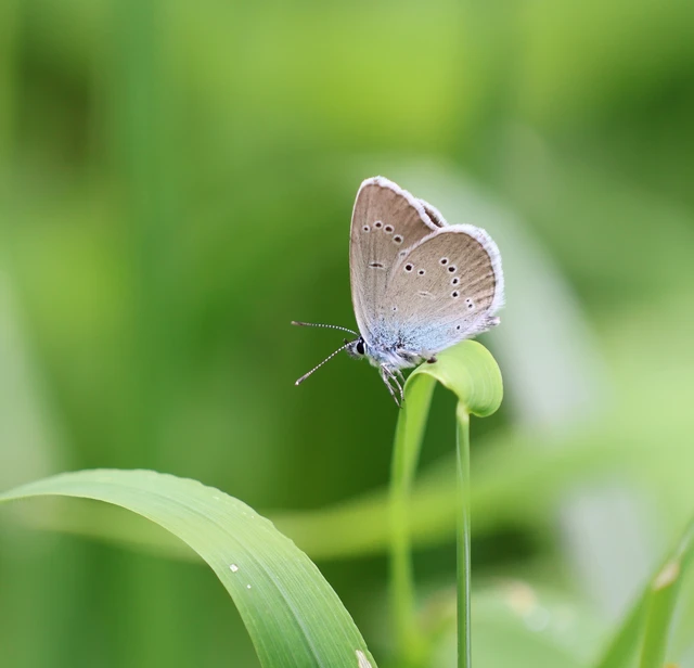 Cyaniris semiargus - aprószemes boglárka