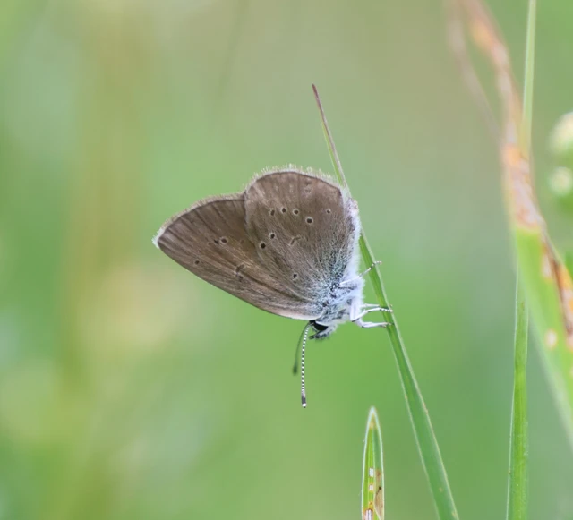 Cyaniris semiargus - aprószemes boglárka