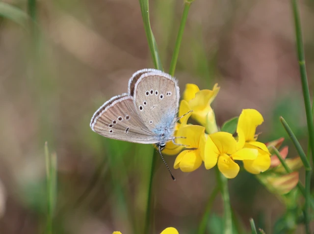 Cyaniris semiargus - aprószemes boglárka