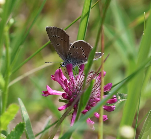 Cyaniris semiargus - aprószemes boglárka