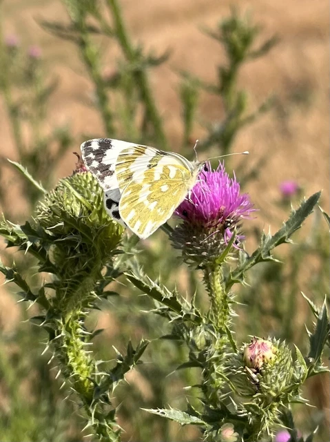 Pontia edusa - rezedalepke