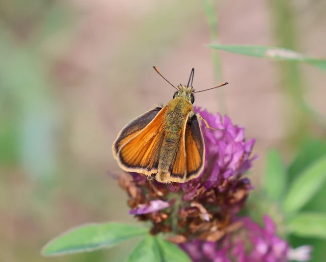 Thymelicus sylvestris - barna busalepke