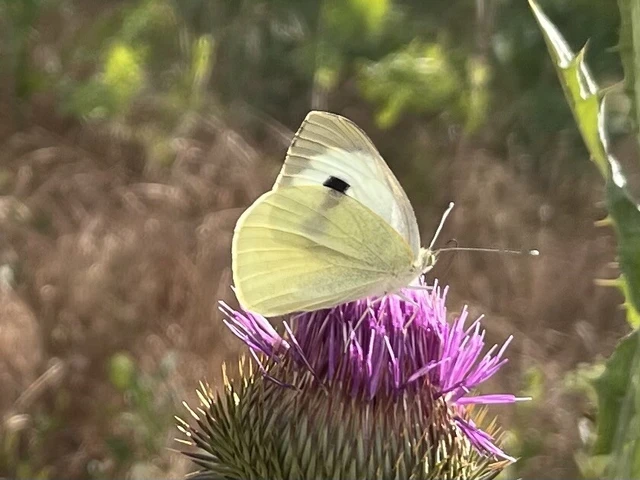 Pieris brassicae - káposztalepke