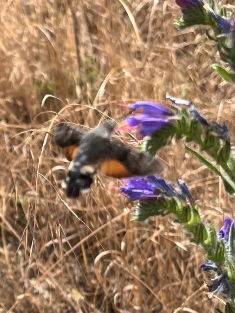 Macroglossum stellatarum - kacsafarkú szender