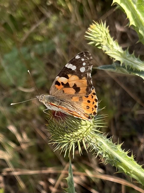 Vanessa cardui - bogáncslepke