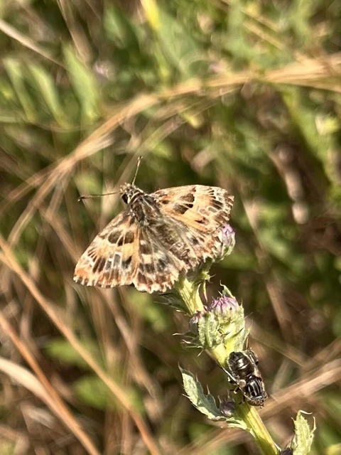Carcharodus alceae - mályva-busalepke