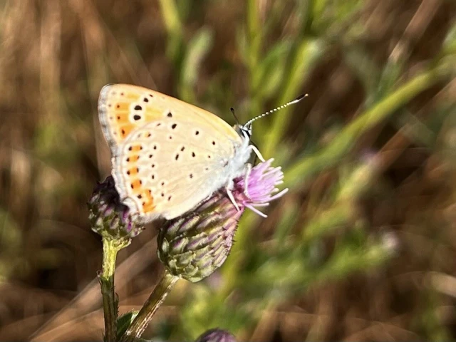 Lycaena thersamon - kis tűzlepke