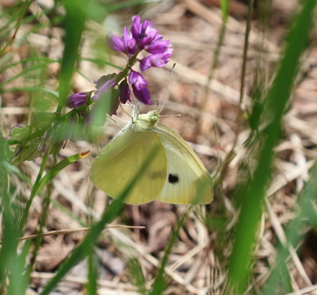 Pieris rapae - répalepke