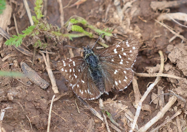 Pyrgus malvae - kis busalepke
