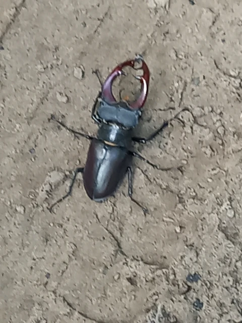 Lucanus cervus - nagy szarvasbogár