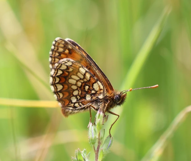 Melitaea britomartis - barnás tarkalepke