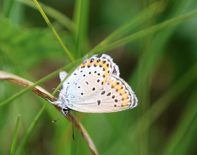 Plebejus argyrognomon - tintakék boglárka