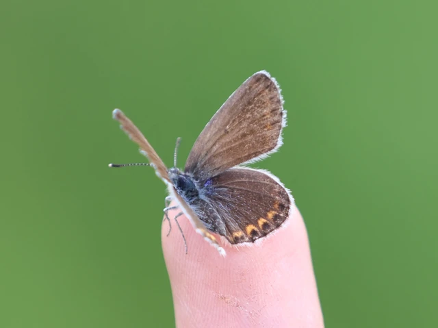 Plebejus argyrognomon - tintakék boglárka