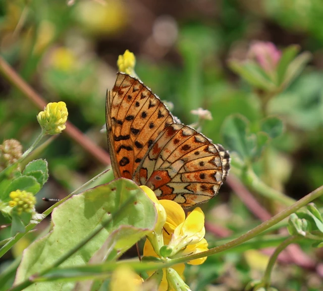 Boloria euphrosyne - árvácska-gyöngyházlepke Boloria euphrosyne - árvácska-gyöngyházlepke