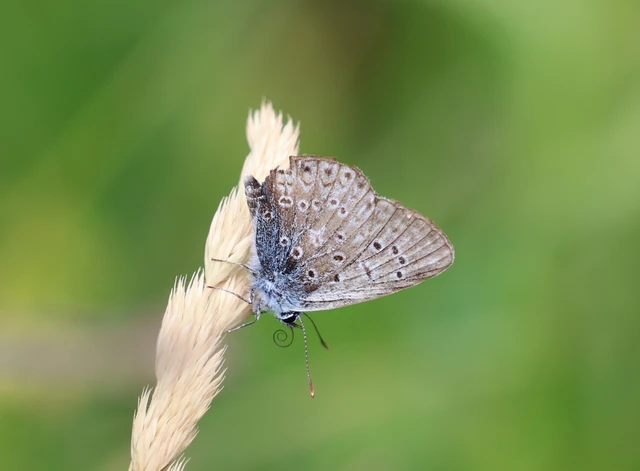 Polyommatus