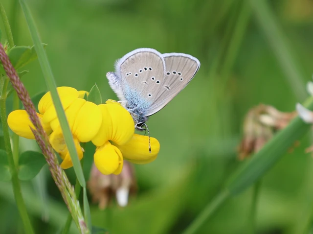 Cyaniris semiargus - aprószemes boglárka