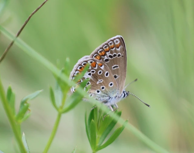 Polyommatus icarus - közönséges boglárka