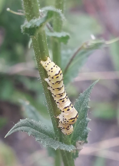 Shargacucullia