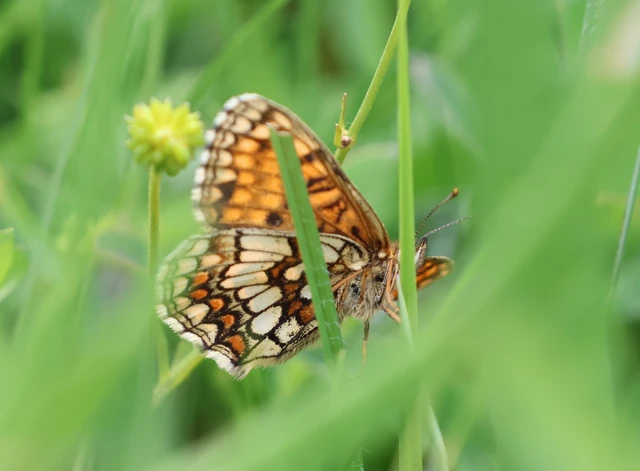 Melitaea athalia - közönséges tarkalepke