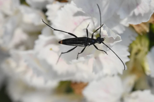 Stenurella nigra - fekete karcsúcincér
