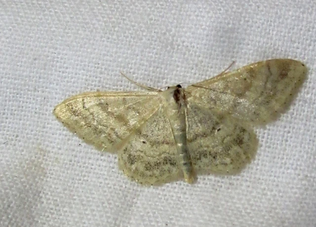 Idaea deversaria - egyszínű sávosaraszoló