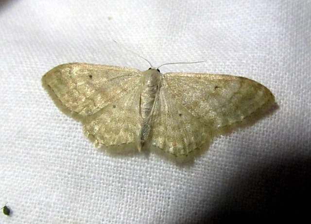 Idaea deversaria - egyszínű sávosaraszoló