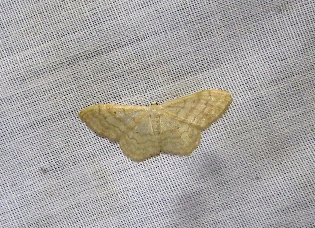 Idaea deversaria - egyszínű sávosaraszoló