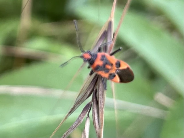 Corizus hyoscyami - piros karimáspoloska
