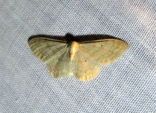 Idaea deversaria - egyszínű sávosaraszoló