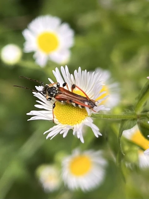 Stenopterus rufus - tarkacsápú keskenyfedőscincér