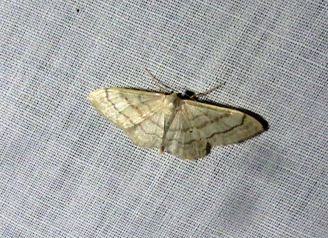 Idaea deversaria - egyszínű sávosaraszoló
