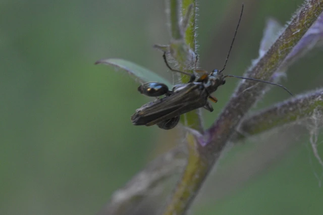 Oedemera flavipes - sárgalábú álcincér Oedemera flavipes - sárgalábú álcincér