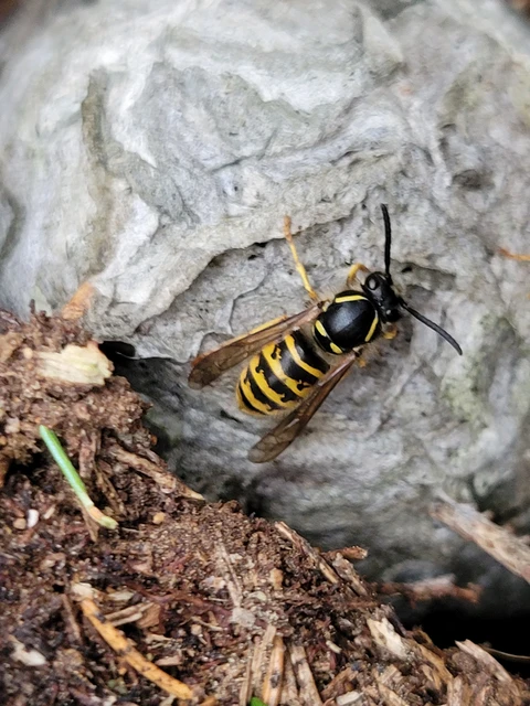 Vespula