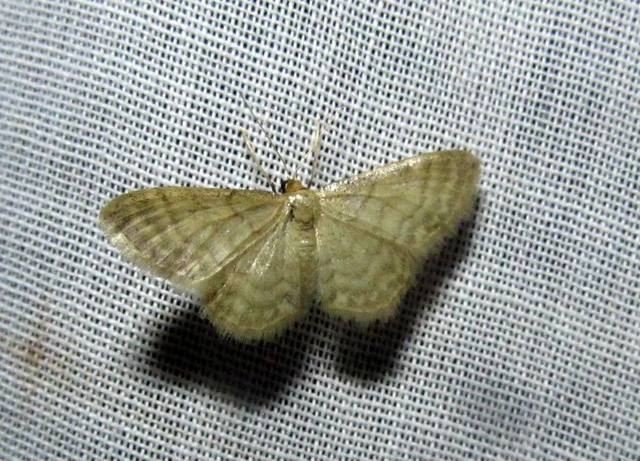 Idaea dilutaria - napvirág-apróaraszoló