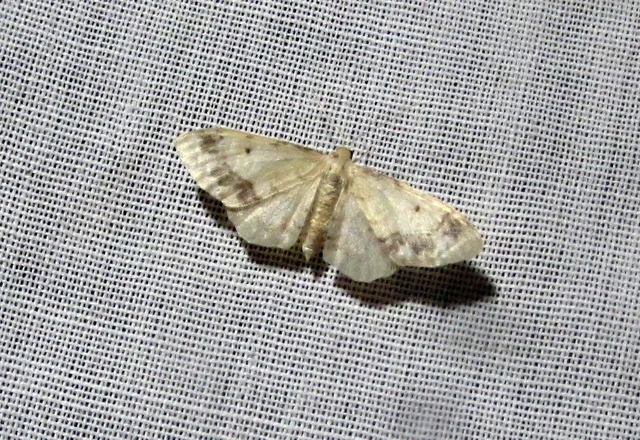 Idaea trigeminata - csúcsfoltos apróaraszoló