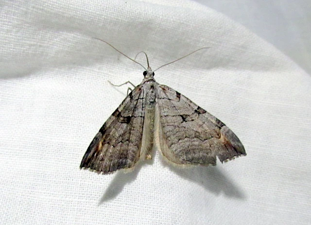 Aplocera plagiata - szürke csíkosaraszoló