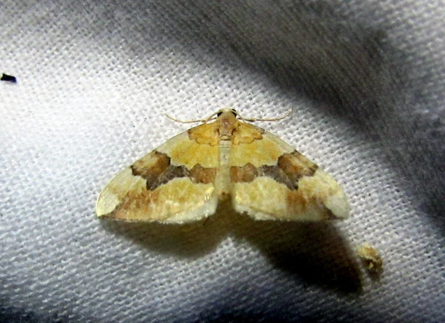 Cidaria fulvata - rózsaaraszoló