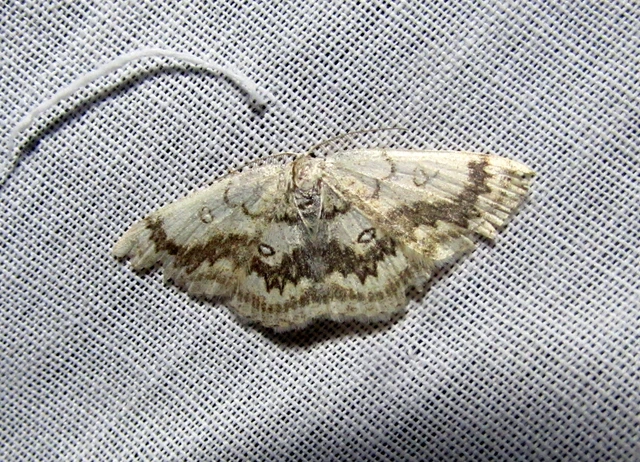 Cyclophora annularia - gyűrűs pettyesaraszoló