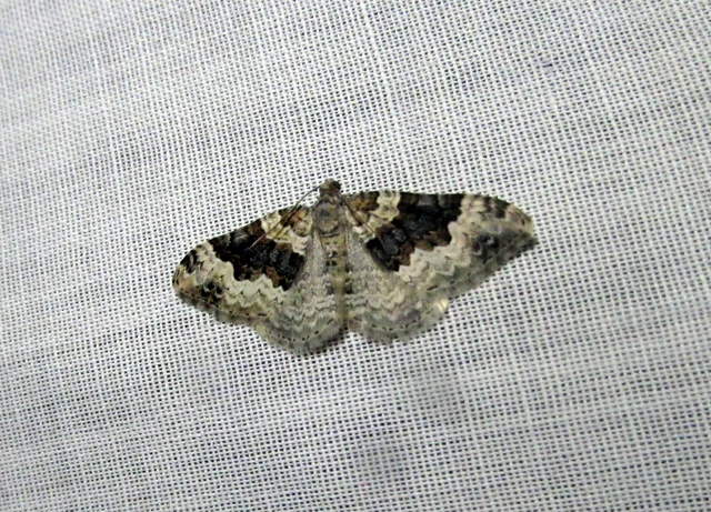 Epirrhoe galiata - sávos galajaraszoló
