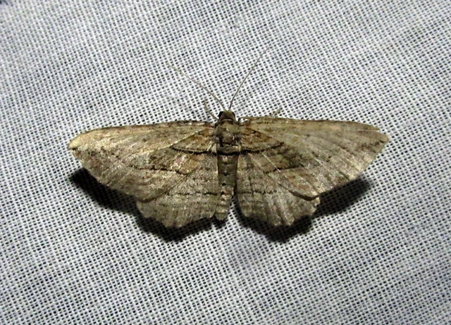 Horisme corticata - barna iszalagaraszoló