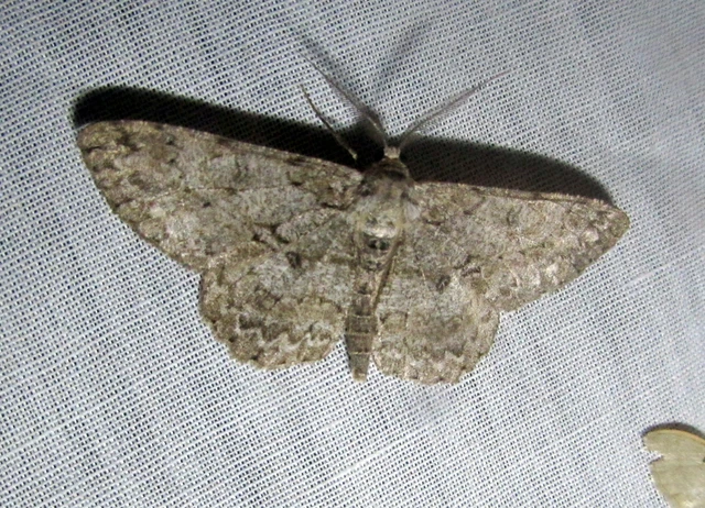 Hypomecis punctinalis - pettyes faaraszoló