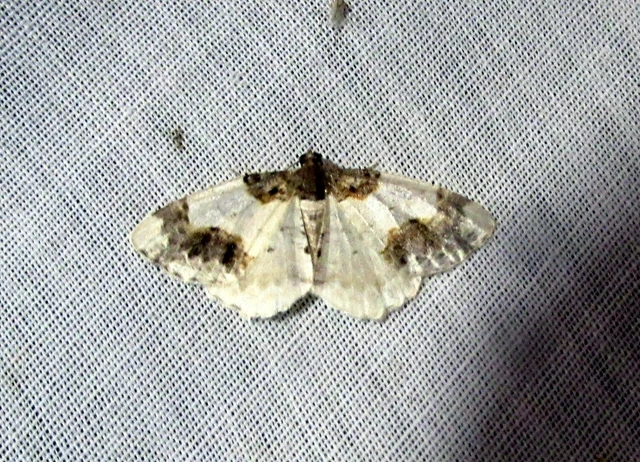Ligdia adustata - barna levélaraszoló