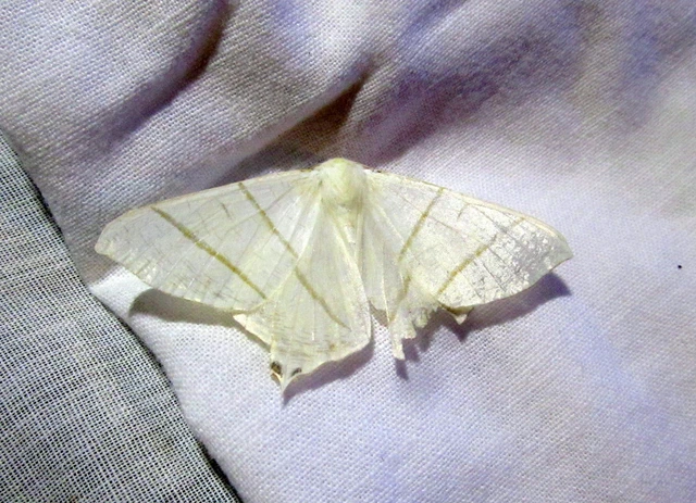 Ourapteryx sambucaria - fecskefarkú araszoló