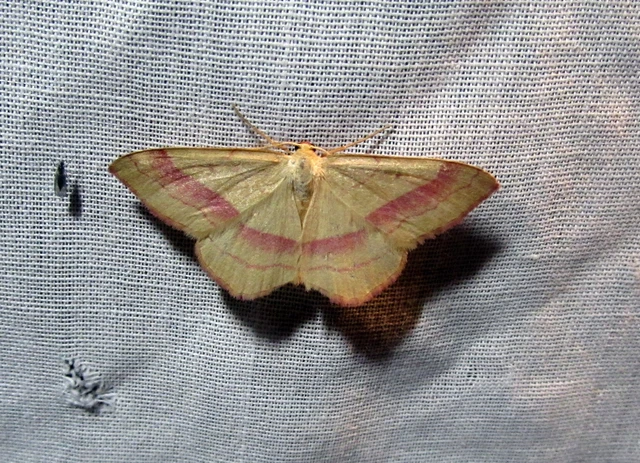 Rhodostrophia vibicaria - pirosszélű araszoló
