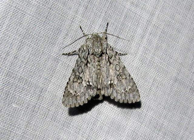 Acronicta aceris - vadgesztenye-szigonyosbagoly